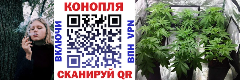 Конопля планчик  Гороховец 